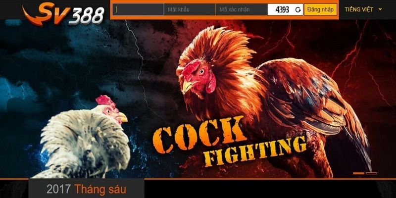 Sảnh cược đá gà trực tuyến SV388 tại trang giải trí Kubet